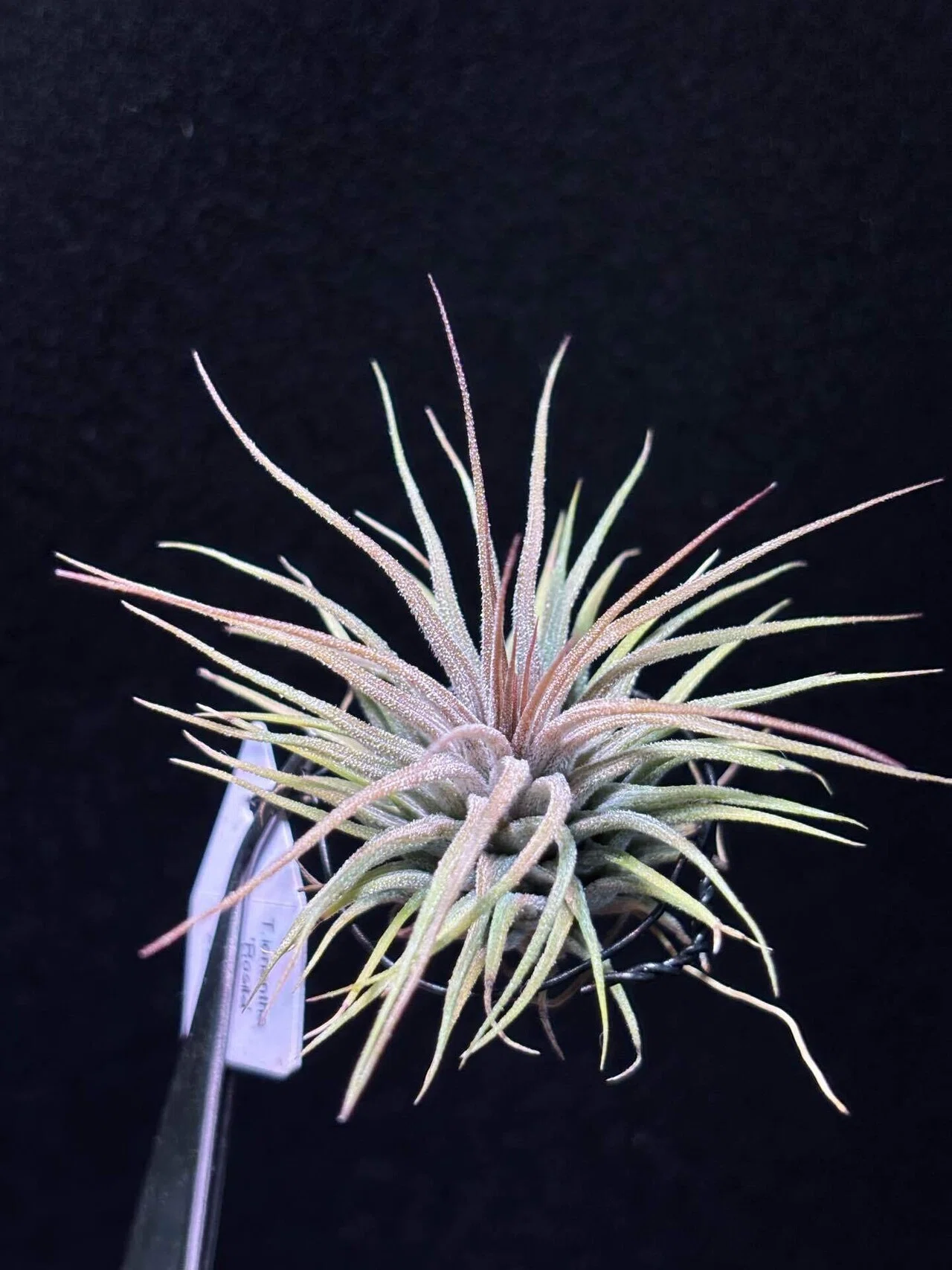 ionantha'Rosita' from TI｜sioncolorwheel