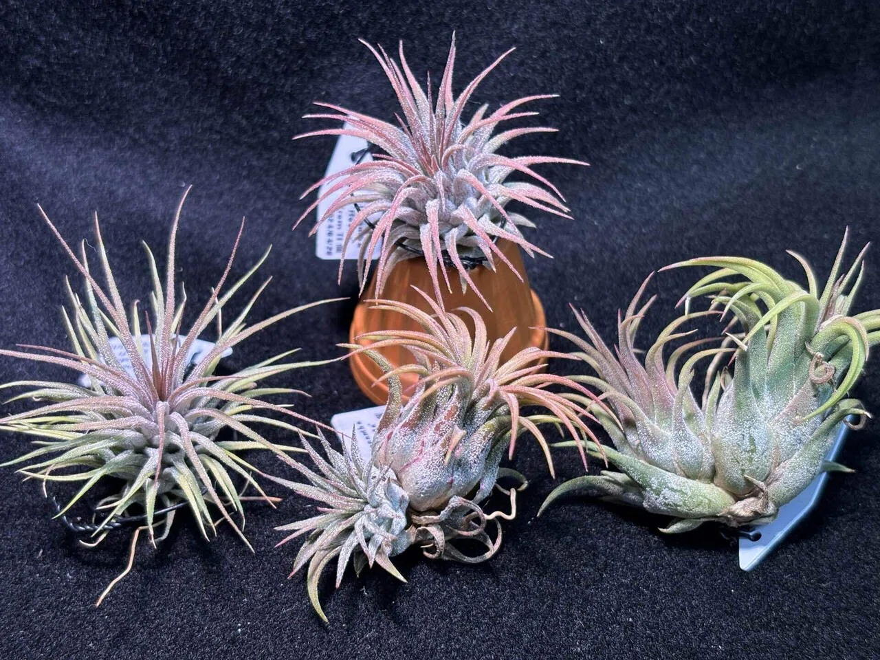 ionantha'Rosita' from TI｜sioncolorwheel
