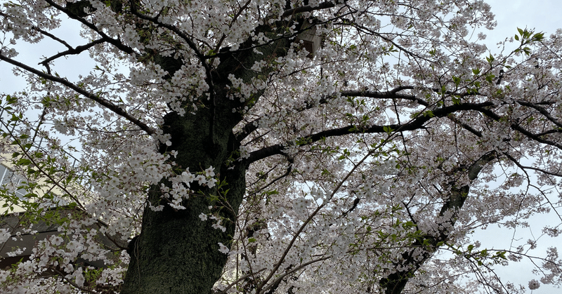 第256段「この4月も、ひたすら考え続けるしかない」