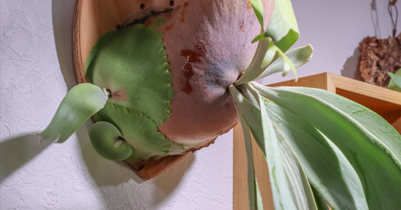 初挑戦「ビカクシダの子株を切り分けてみる」｜タカノ / DUCK WORKS