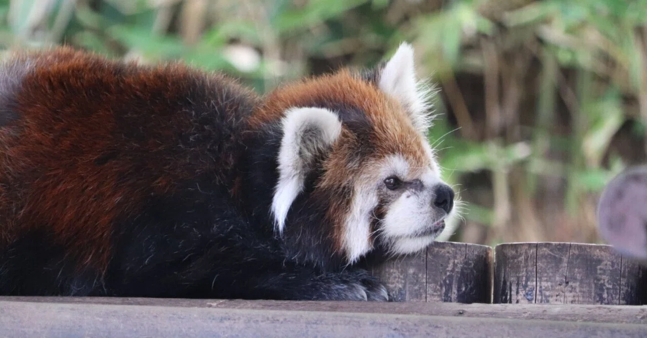 いきものとアートの森 大森山動物園｜のぞむ