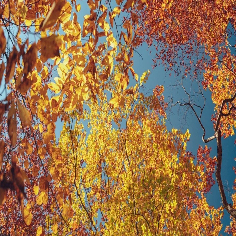 黄金色の紅葉 / 感情を呼び起こす写真の力｜横田 裕市/写真家×編集者