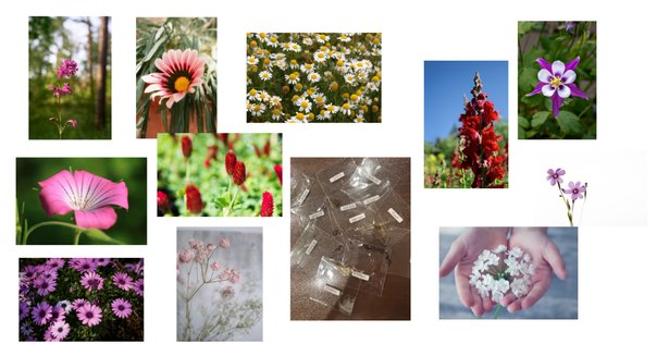 森レア、まとめorバラで！ どうぶつの森64]虫 全32種類 捕獲集[初代] - YouTube