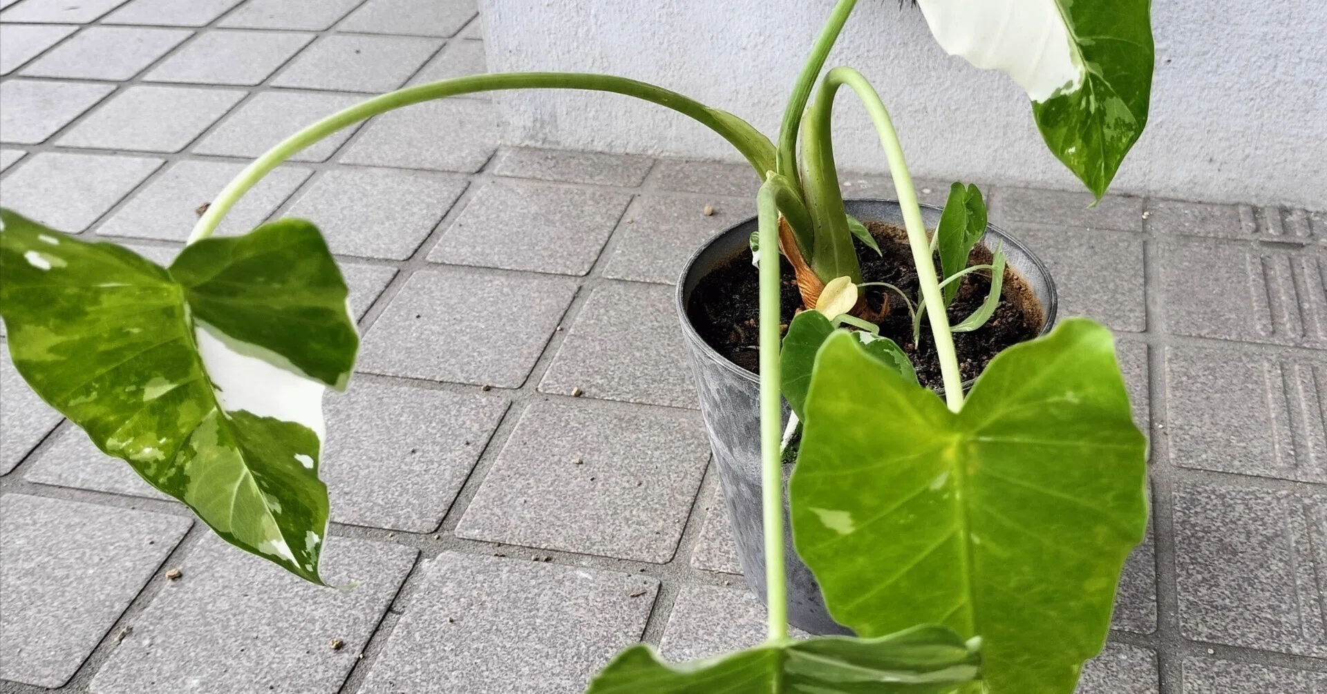 クワズイモ（アロカシア）の育て方｜バニオレ植物LABO