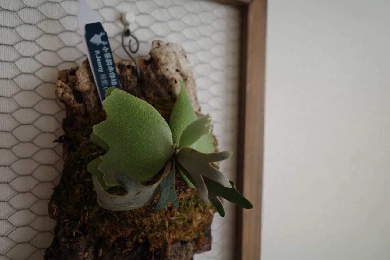 Jenny TC 中株　ビカクシダ　観葉植物 園芸｜2600万円のビカクシダ⁉︎｜UTSU