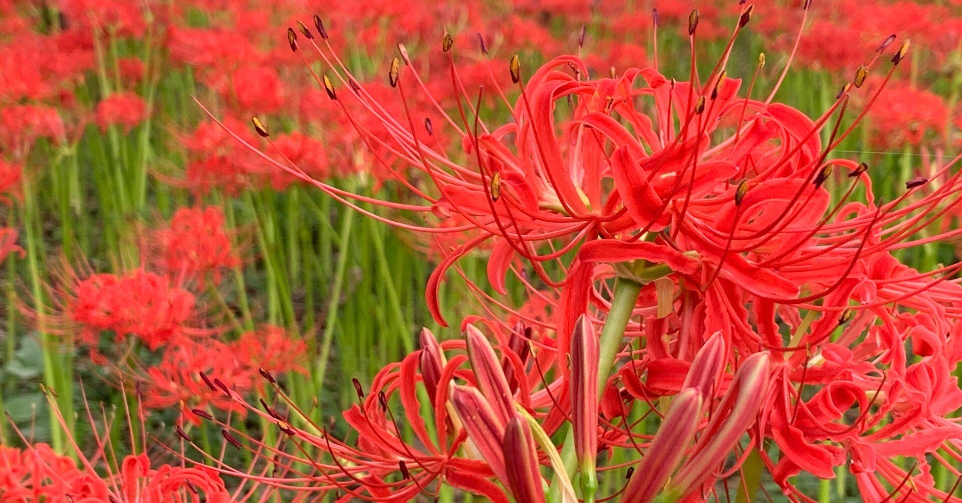 500万本の彼岸花に包まれる ―巾着田・曼殊沙華まつりレポ｜本と旅行