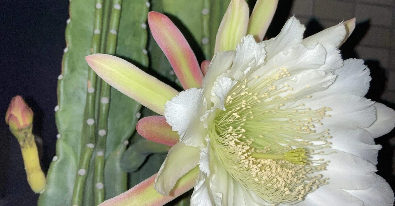 大迫力♡】サボテンに花が咲きました！つぼみからの経過｜かわもか