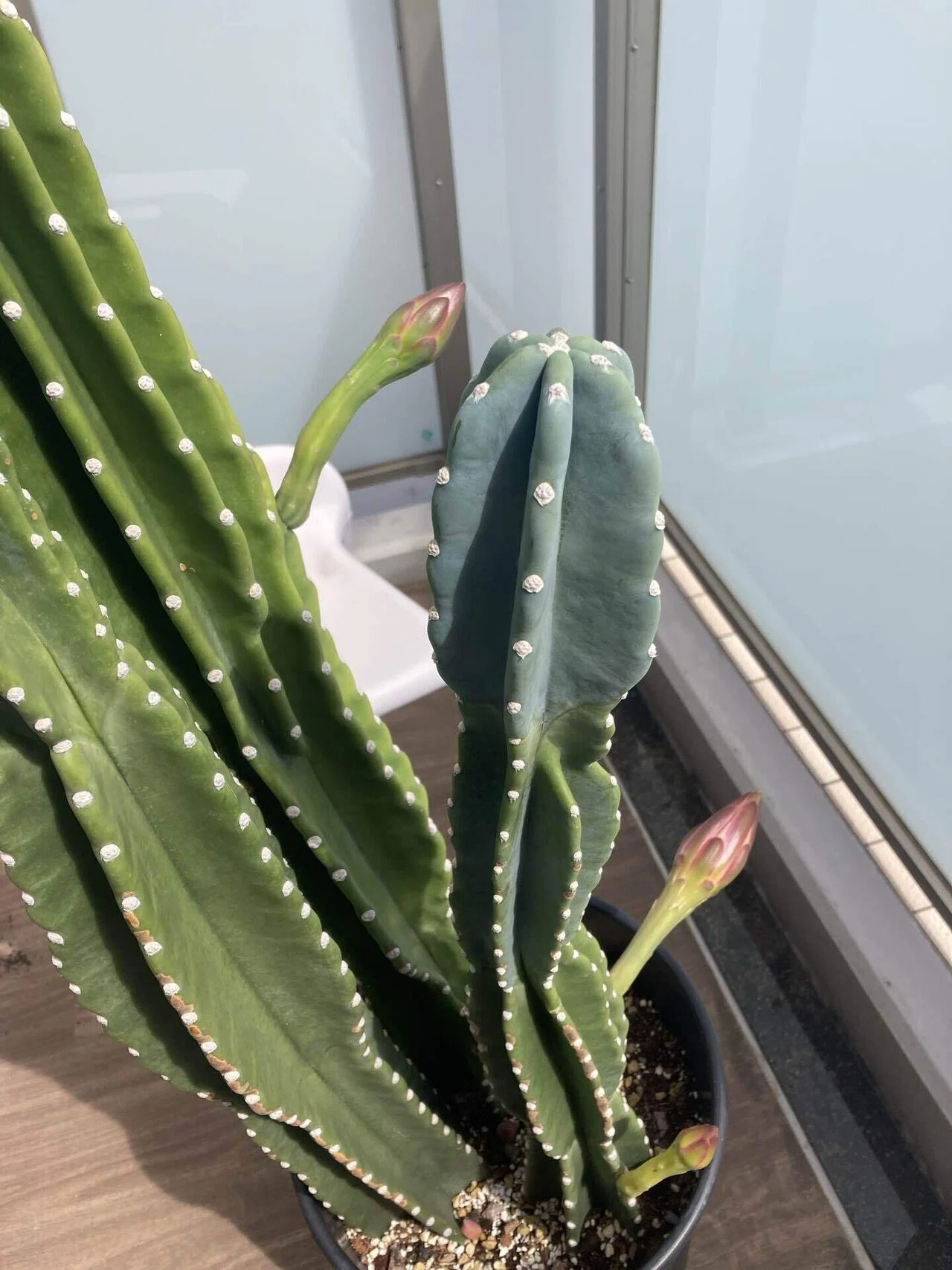 大迫力♡】サボテンに花が咲きました！つぼみからの経過｜かわもか