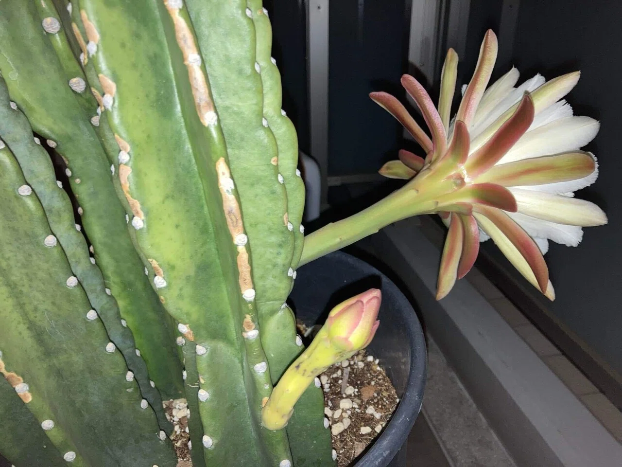大迫力♡】サボテンに花が咲きました！つぼみからの経過｜かわもか