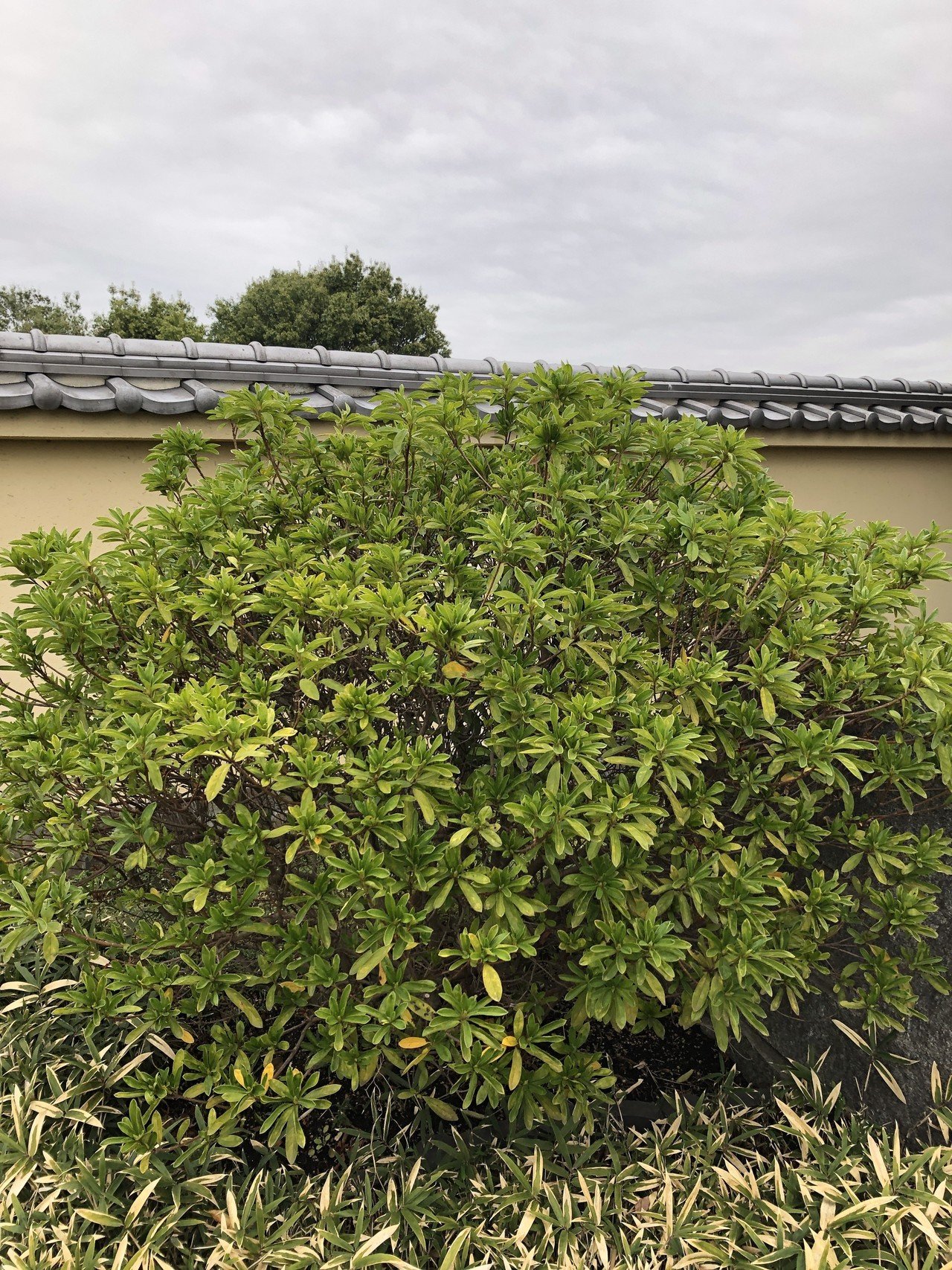 オススメ オススメじゃない庭木 低木編 ウィズ ツリー Note