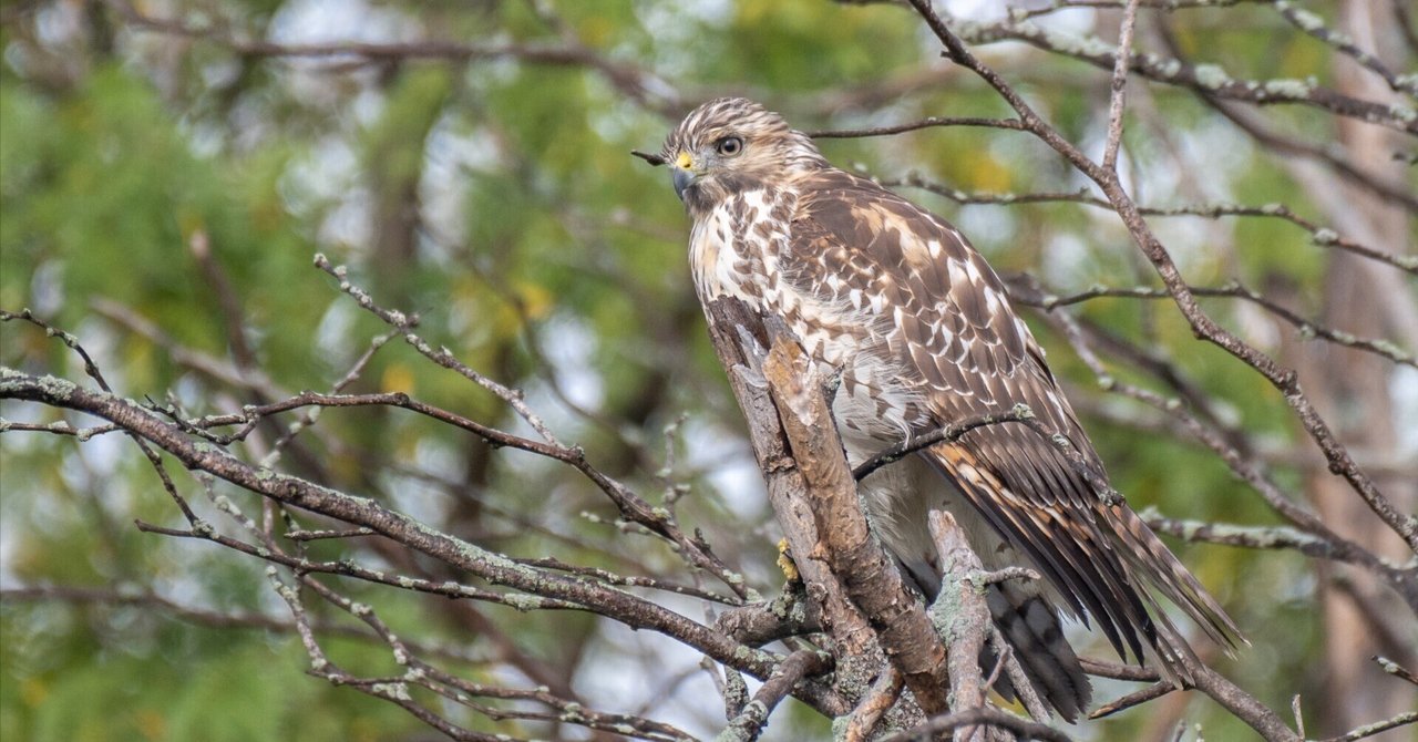 アメリカコガモのスタディバード　バードカービング　他2点 アメリカコガモのスタディバード バードカービング 他2点