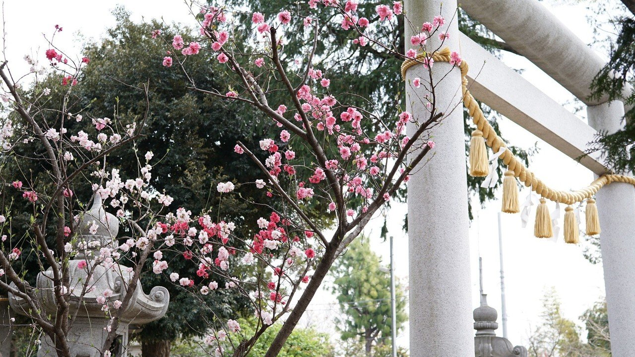 源平咲きと平和遺伝子 Junkodohi Note 源平咲きと平和遺伝子 Junkodohi Note