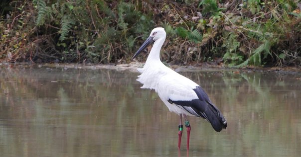 瓢湖と白鳥 瓢湖水きん公園｜新潟の観光スポット｜【公式】新潟県のおすすめ