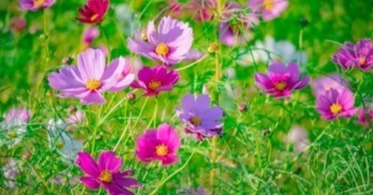 砂漠にコスモスは咲かない　ヨネヤマママコ 12579056365182013593.jpeg