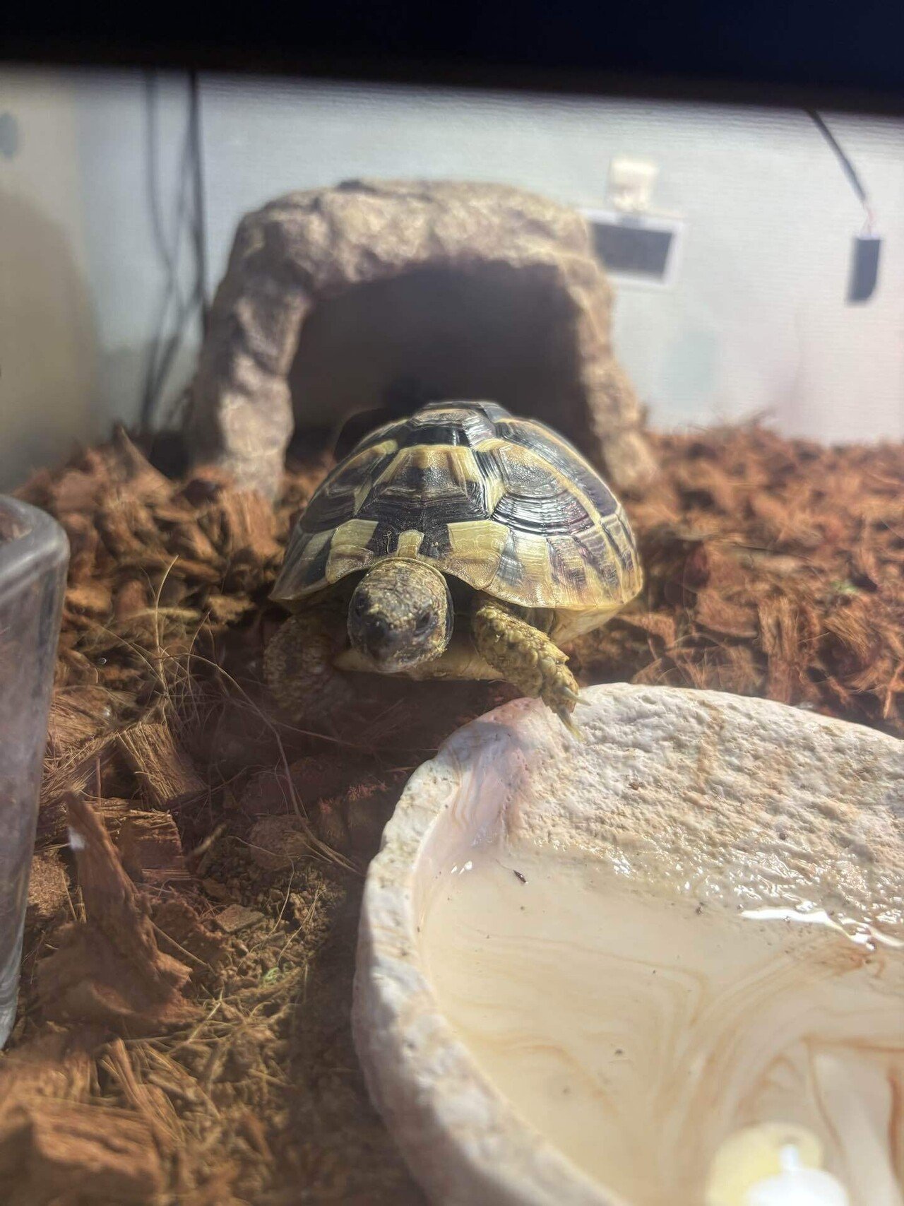 最近のカメちゃん｜にくまん