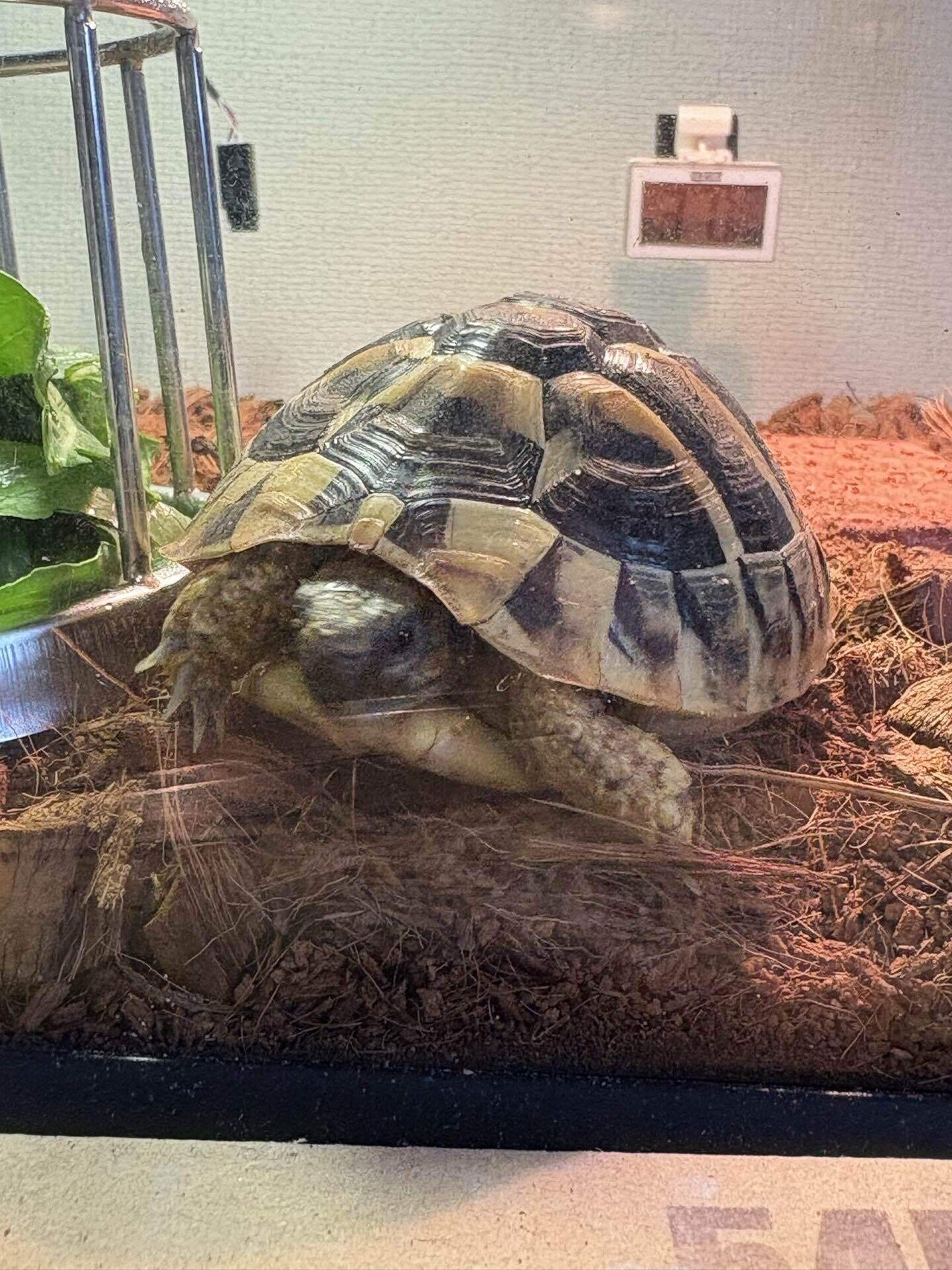 最近のカメちゃん｜にくまん