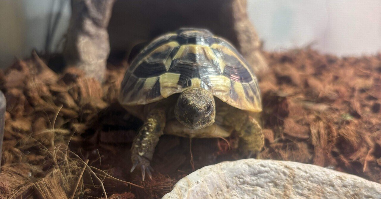 最近のカメちゃん｜にくまん