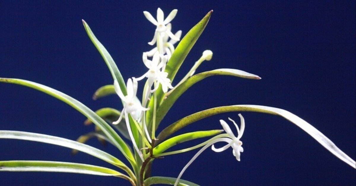 富貴蘭「（仮名）大花火」