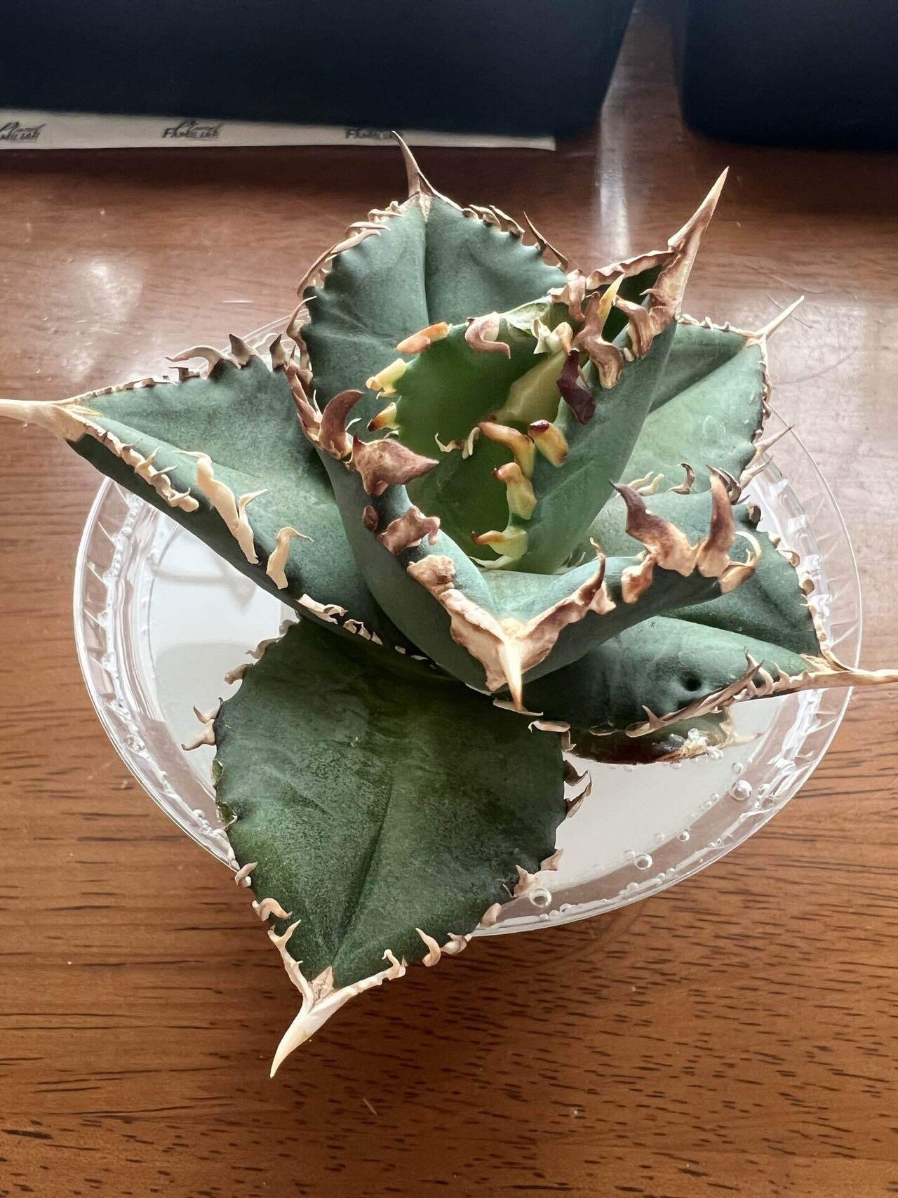 アガベ沼に落ちた話38「金剛沼・藍悪霊をようやくゲット・トニー血統株