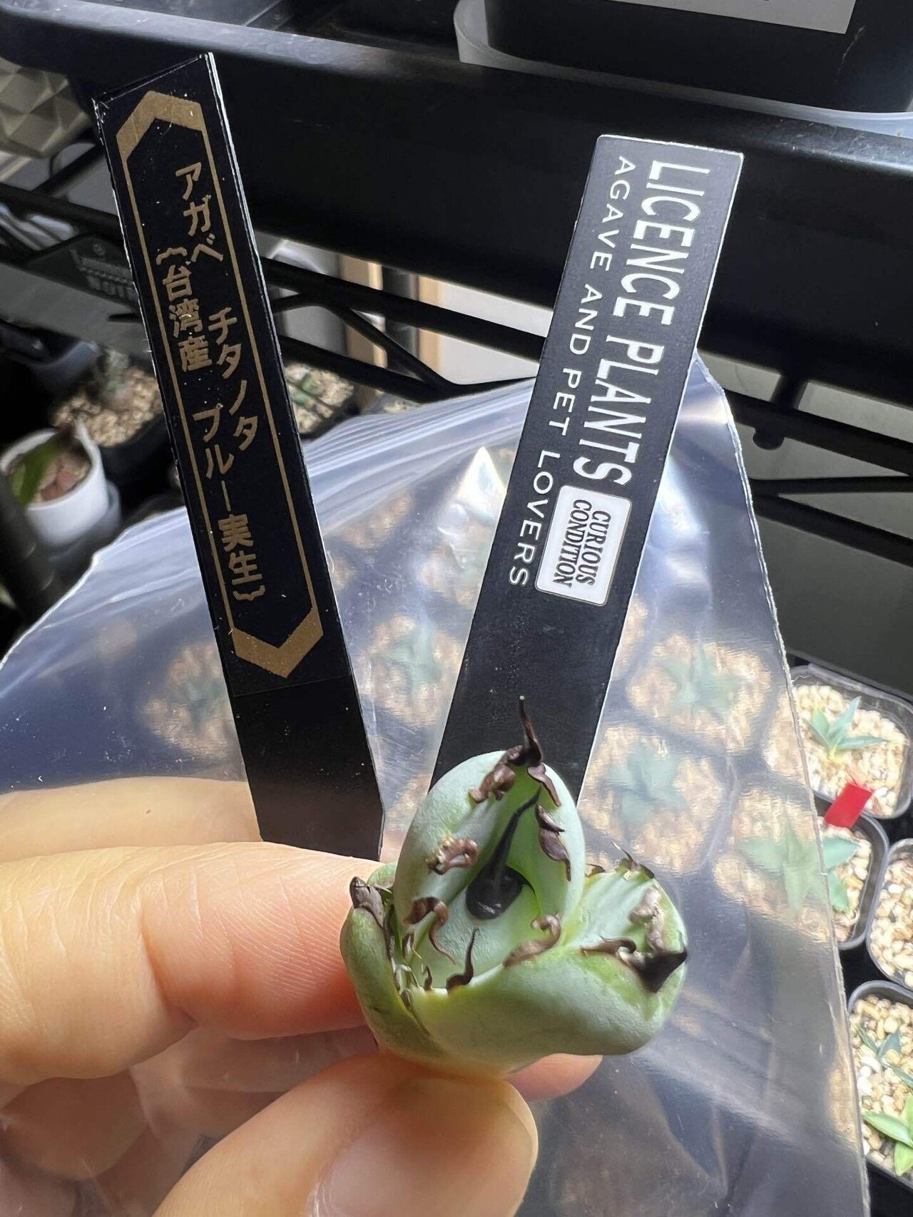 アガベ沼に落ちた話38「金剛沼・藍悪霊をようやくゲット・トニー血統株