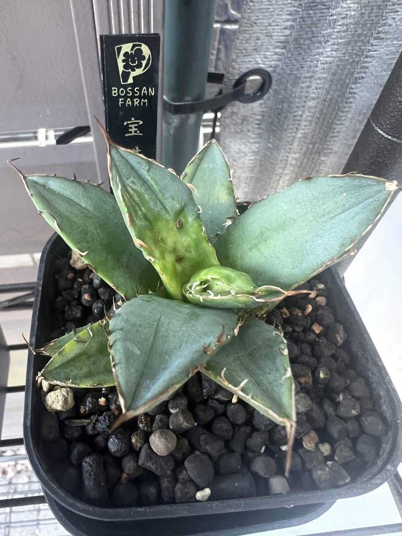 アガベ沼に落ちた話38「金剛沼・藍悪霊をようやくゲット・トニー血統株