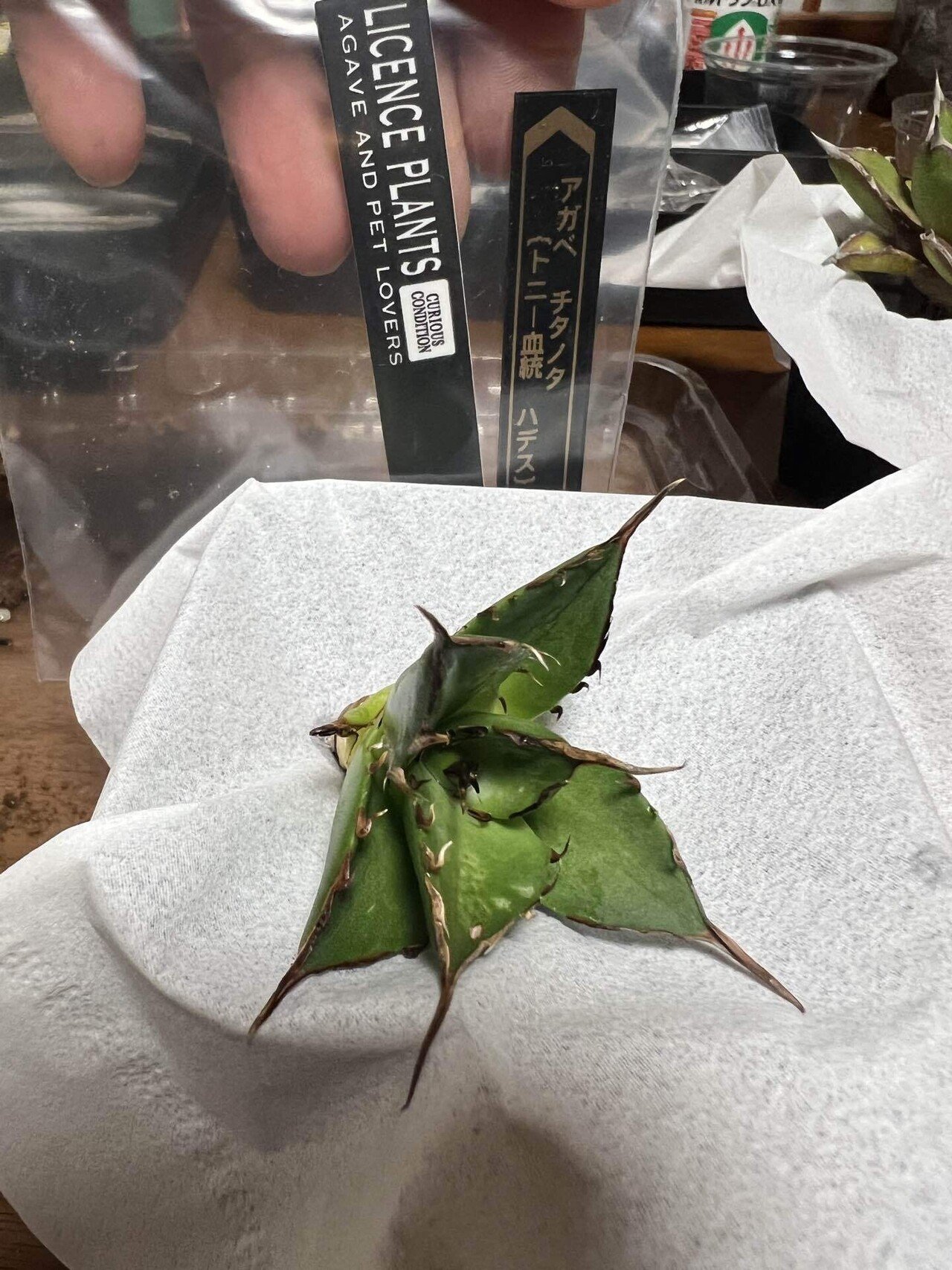 アガベ沼に落ちた話38「金剛沼・藍悪霊をようやくゲット・トニー血統株