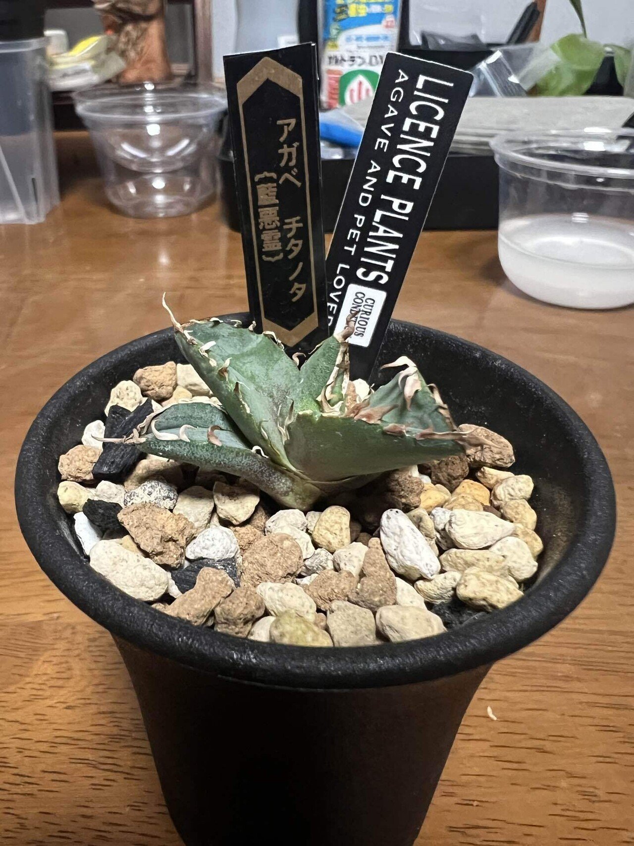 アガベ沼に落ちた話38「金剛沼・藍悪霊をようやくゲット・トニー血統株