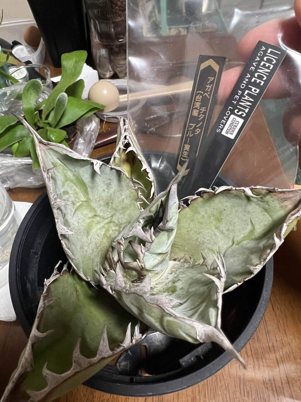 アガベ沼に落ちた話38「金剛沼・藍悪霊をようやくゲット・トニー血統株