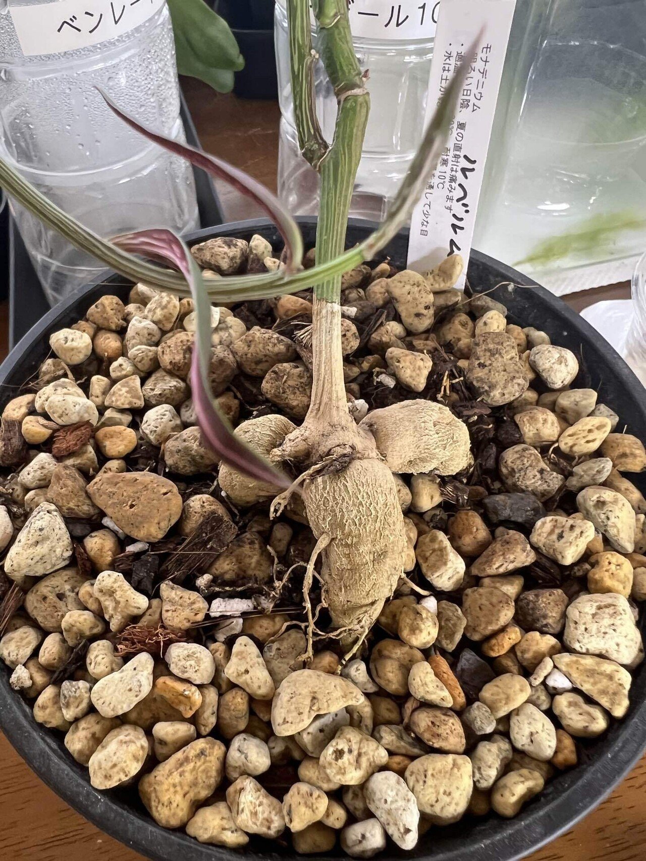 アガベ沼に落ちた話38「金剛沼・藍悪霊をようやくゲット・トニー血統株