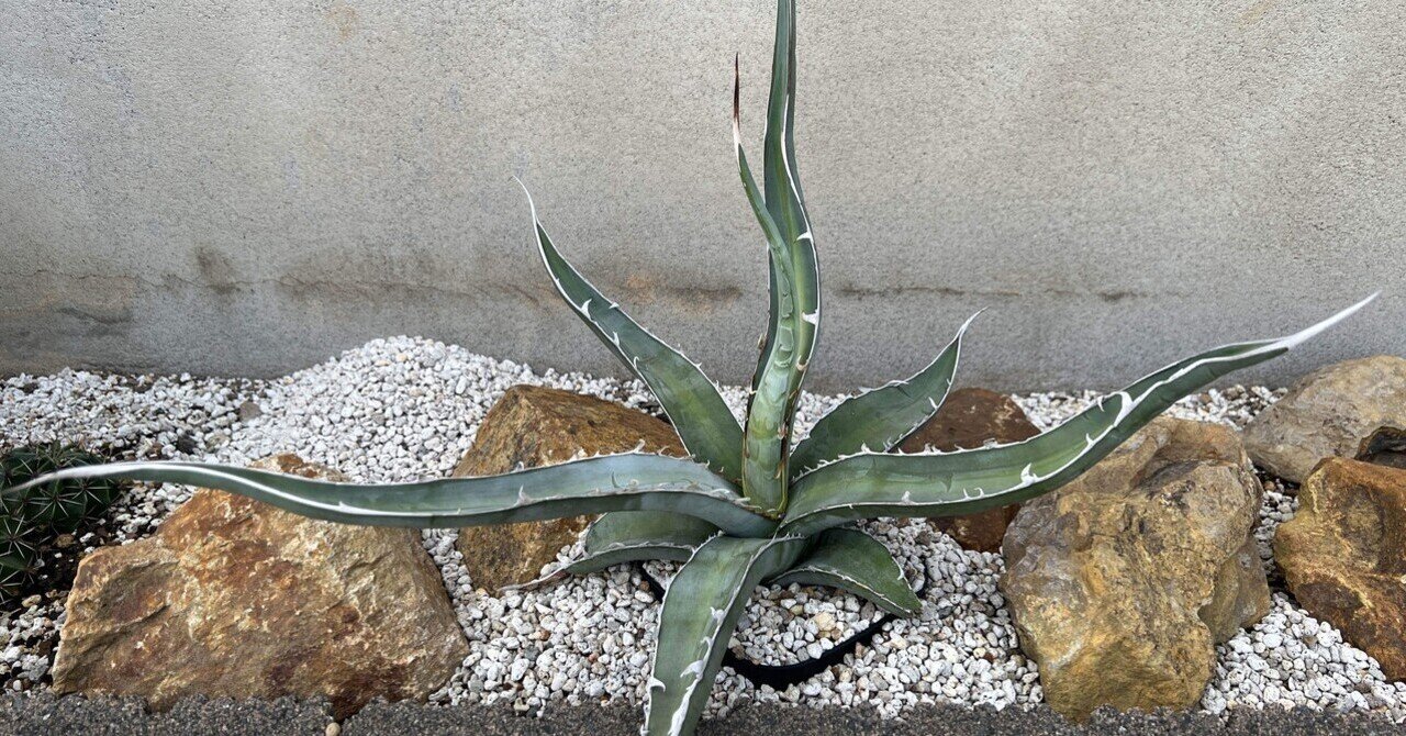 アガベ沼に落ちた話38「金剛沼・藍悪霊をようやくゲット・トニー血統株