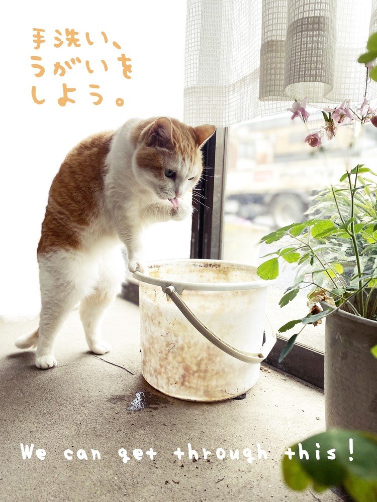 お友達の家の猫、きみちゃんの写真と三浦さんの英語を使わせて戴きました。https://note.com/ymiura/n/ncd4eef79e28e