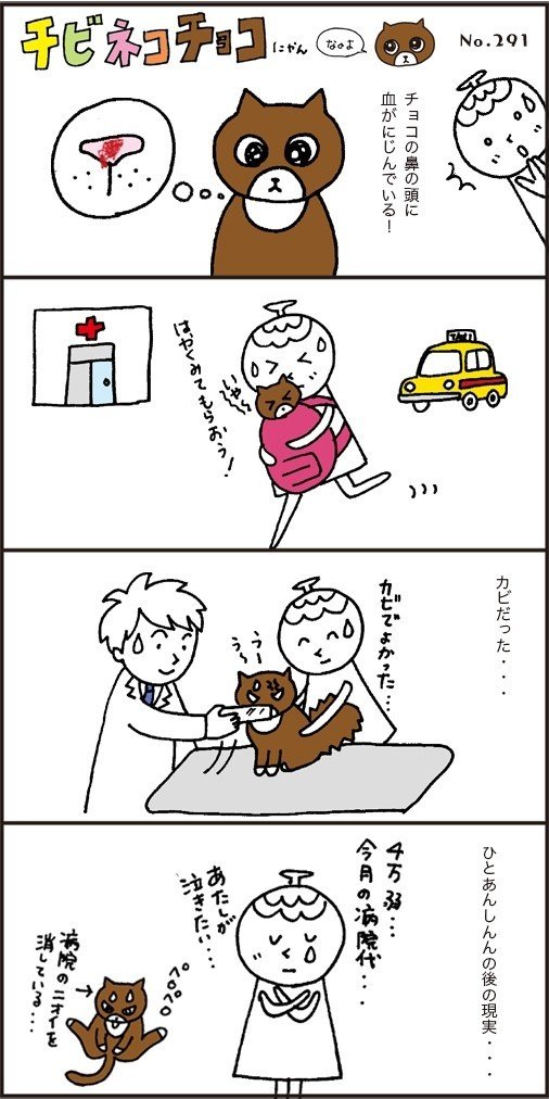 猫のチョコの鼻の頭から流血 で超あせって病院へかけ込んだ まつぼっくり Note