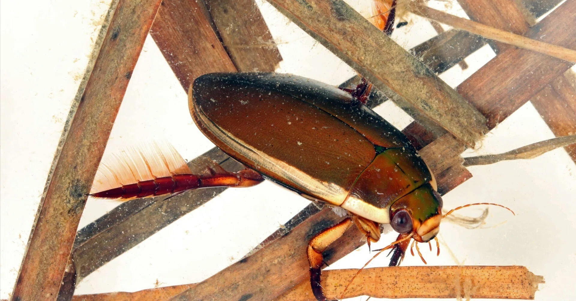 昆虫No.1 ゲンゴロウ｜cumagus