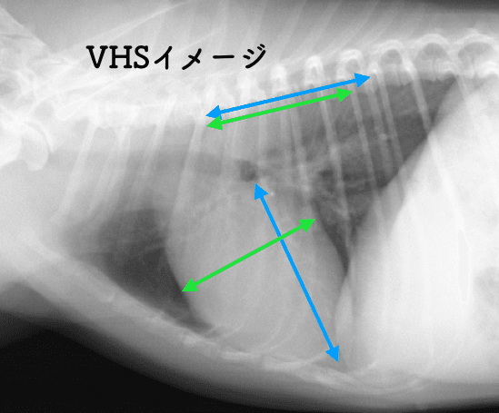 小動物の臨床X線診断 [第2版] SHIMADZU] 回診用X線撮影装置に連続撮影機能を搭載 移動困難な