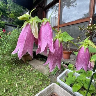 本の虫