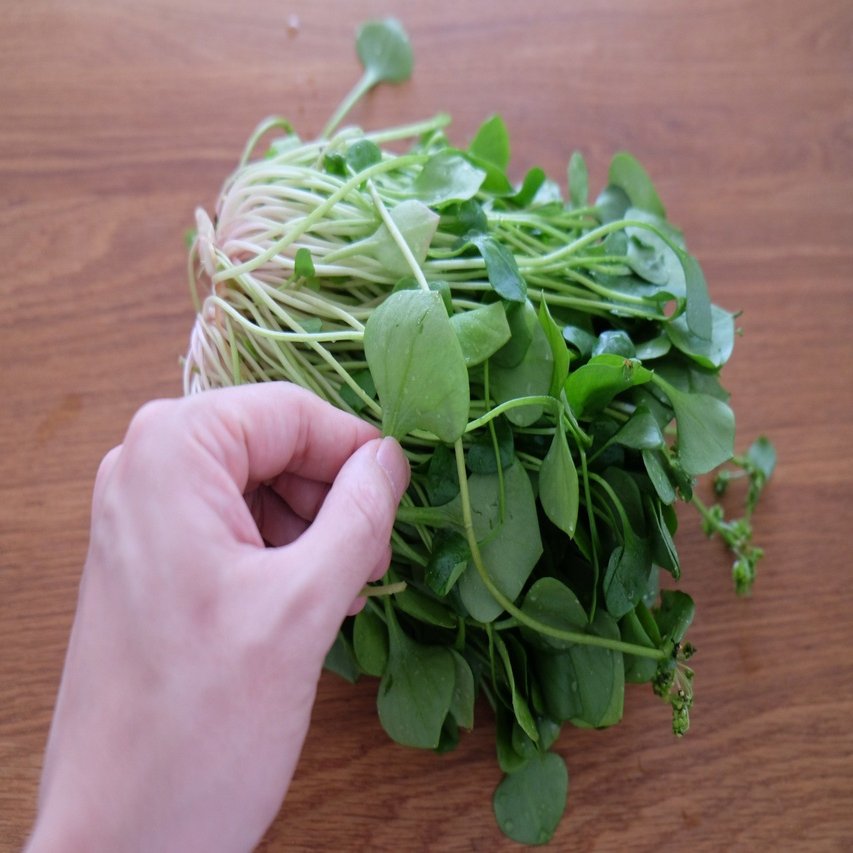 謎野菜シリーズ マイナーズレタス カーボロネロの花 樋口直哉 Travelingfoodlab Note