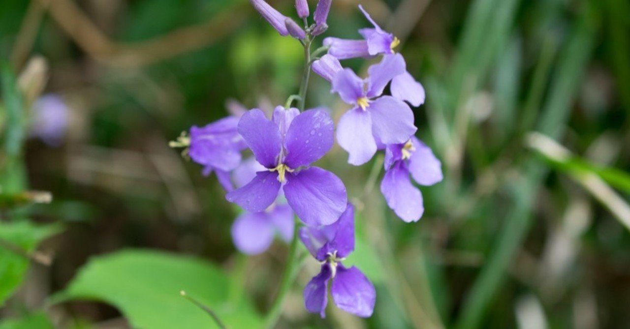 天然のエディブルフラワー ハマダイコン 吉田麻理子 Note 天然のエディブルフラワー ハマダイコン 吉田麻理子 Note