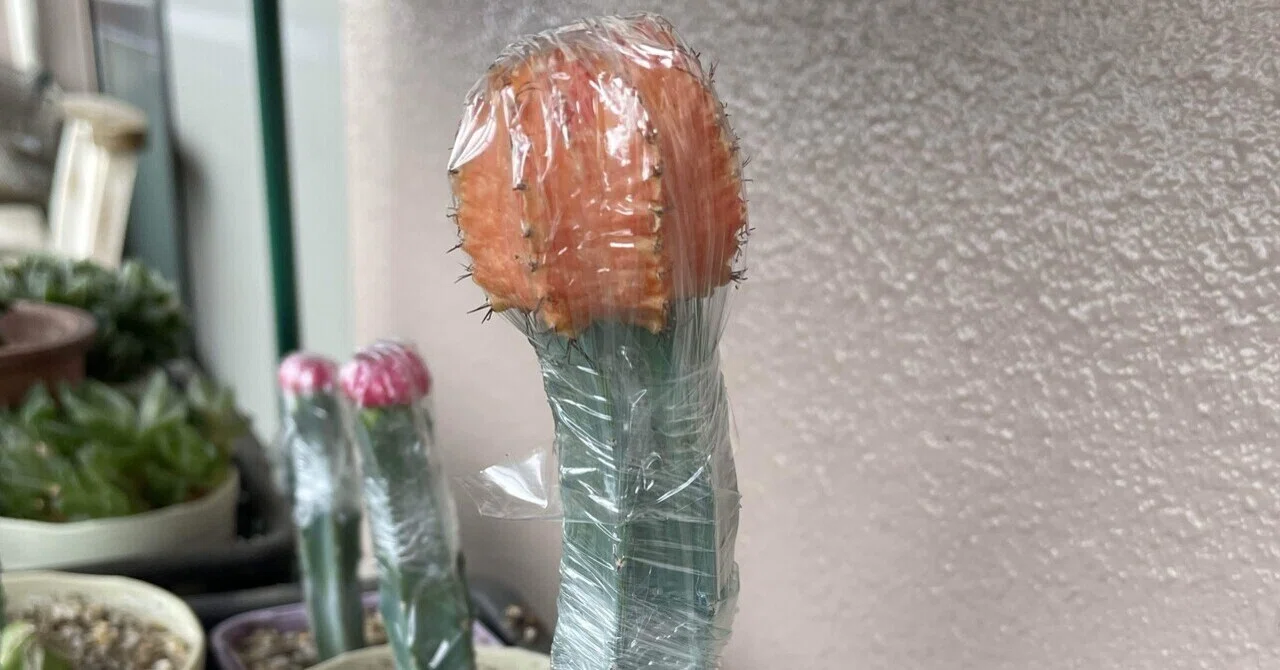 緋牡丹の親株を接木した｜はんだあゆみ