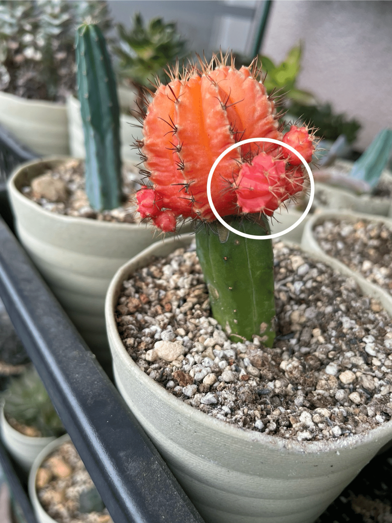 10 花サボテン 緋絞丸接ぎ サボテン三昧 緋牡丹錦 | 胡蝶蘭 サボテン