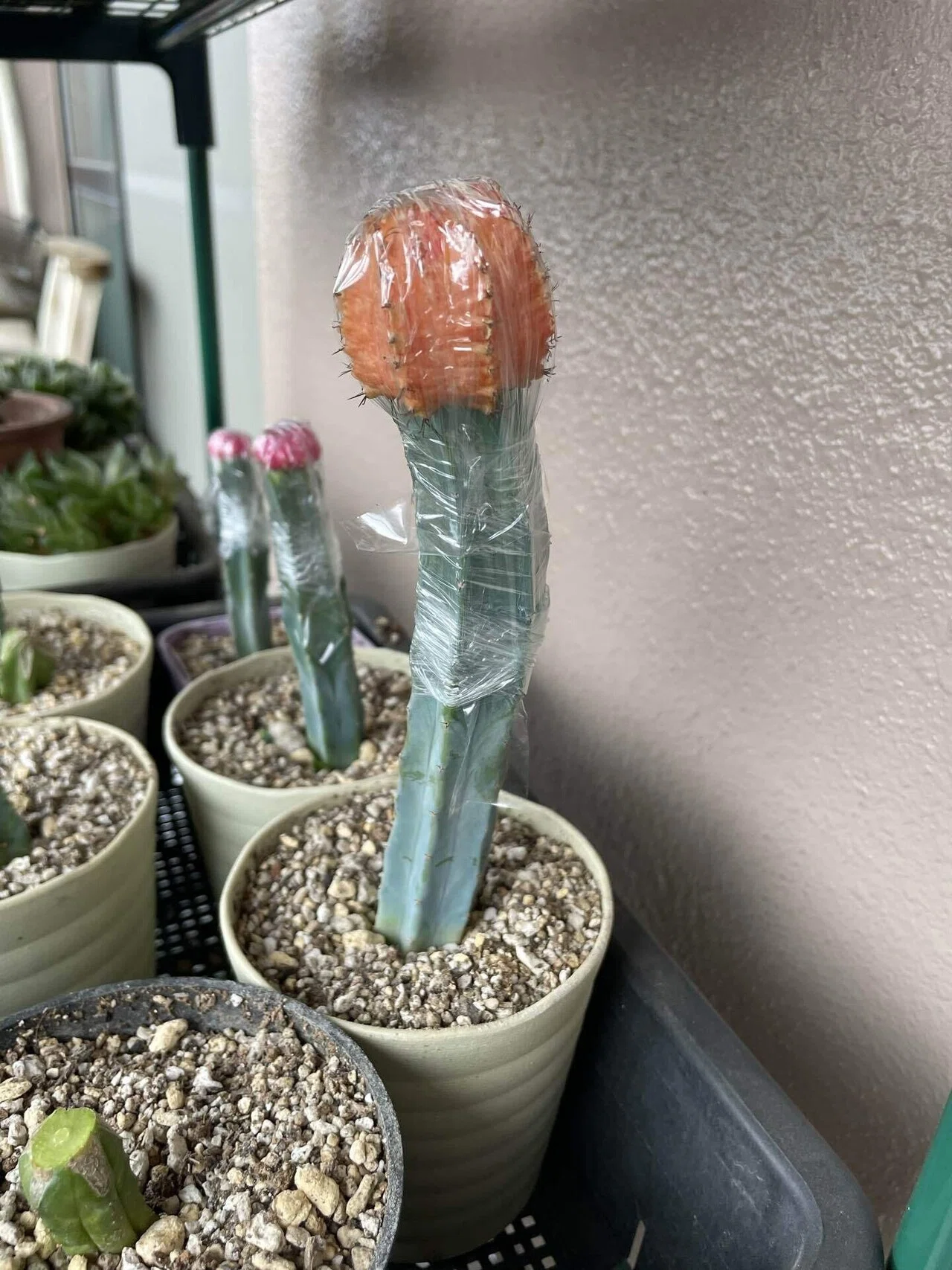 緋牡丹の親株を接木した｜はんだあゆみ