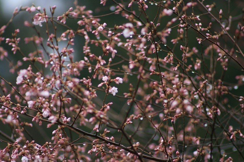 桜我が家2020.4.1