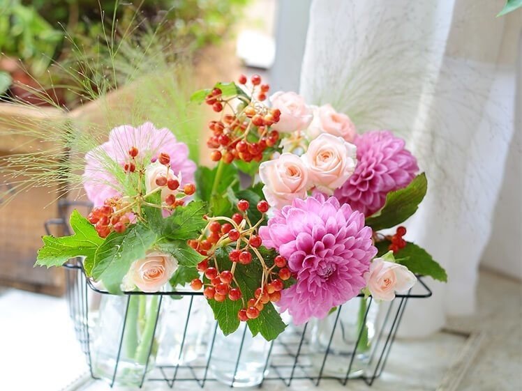 ライラック カルペディエム 2年生 1本 ライラックのために花壇改造する