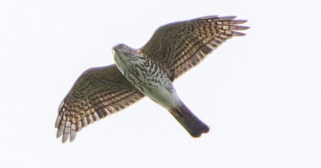 小さなタカ‥ツミ｜神戸の野鳥note@きたの みつよし