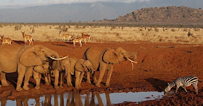 武田ちょっこ＊まるまるサファリの本｜note