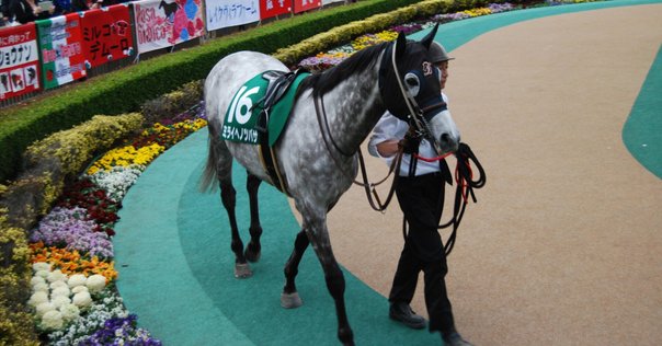 ❤️８万円分❤️関西＆関東❤️競馬・四季報★春夏秋冬★大量セット❤️データ集 ユキ on X: 