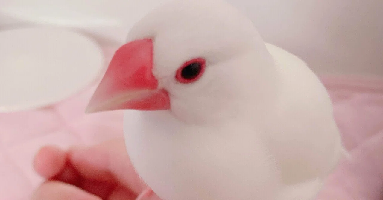 小さな文鳥たち 秋といえば文鳥、我が家のちいさな天使たち。｜夢栞ちよ