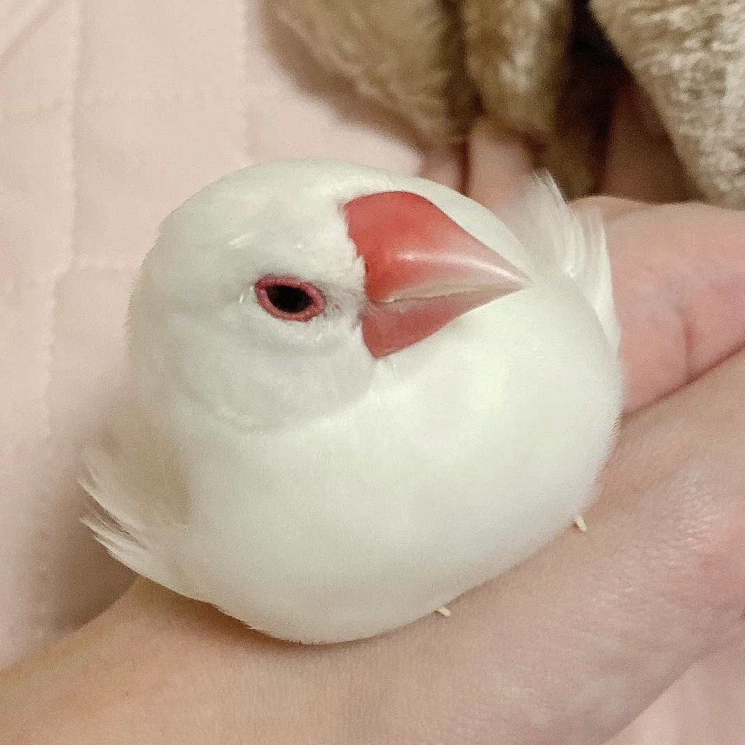 秋といえば文鳥、我が家のちいさな天使たち。｜夢栞ちよ