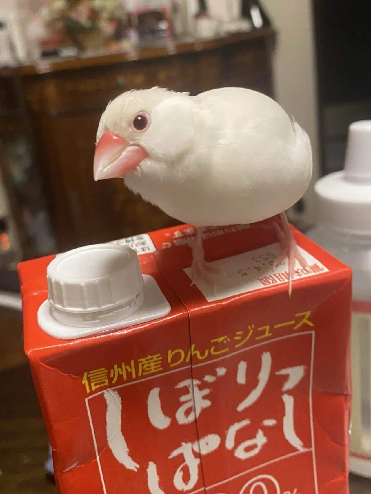 秋といえば文鳥、我が家のちいさな天使たち。｜夢栞ちよ