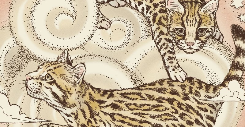マーゲイ 猫 マーゲイ 猫 値段 Babyjpgazo
