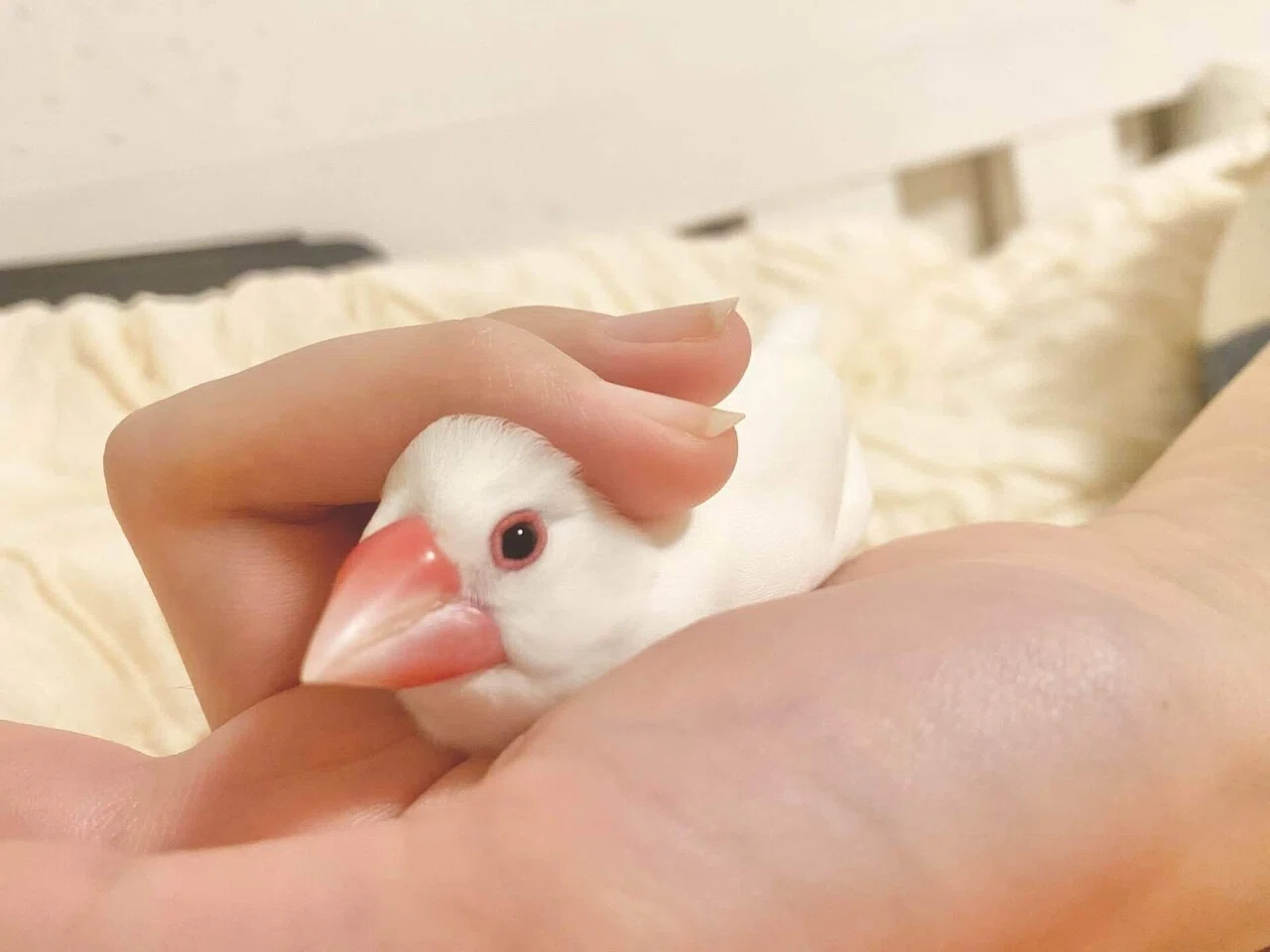 秋といえば文鳥、我が家のちいさな天使たち。｜夢栞ちよ
